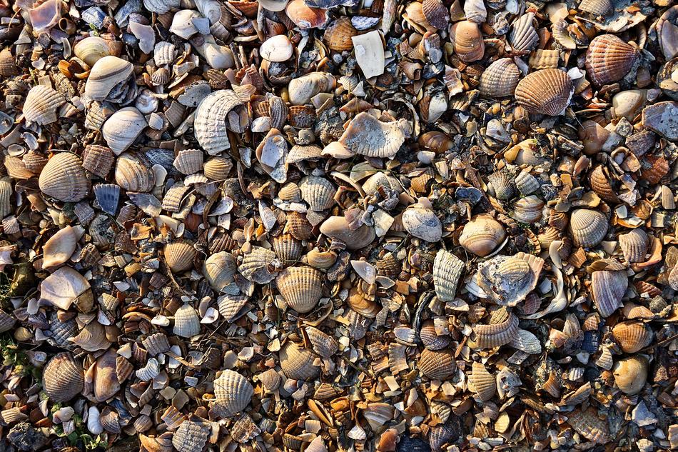 Shell Sea Material Raw on coast