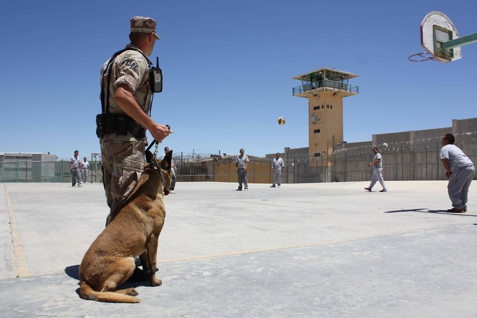 Dog Policeman in jail