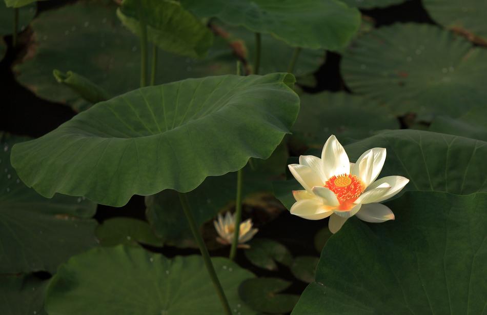 graceful lotus flower