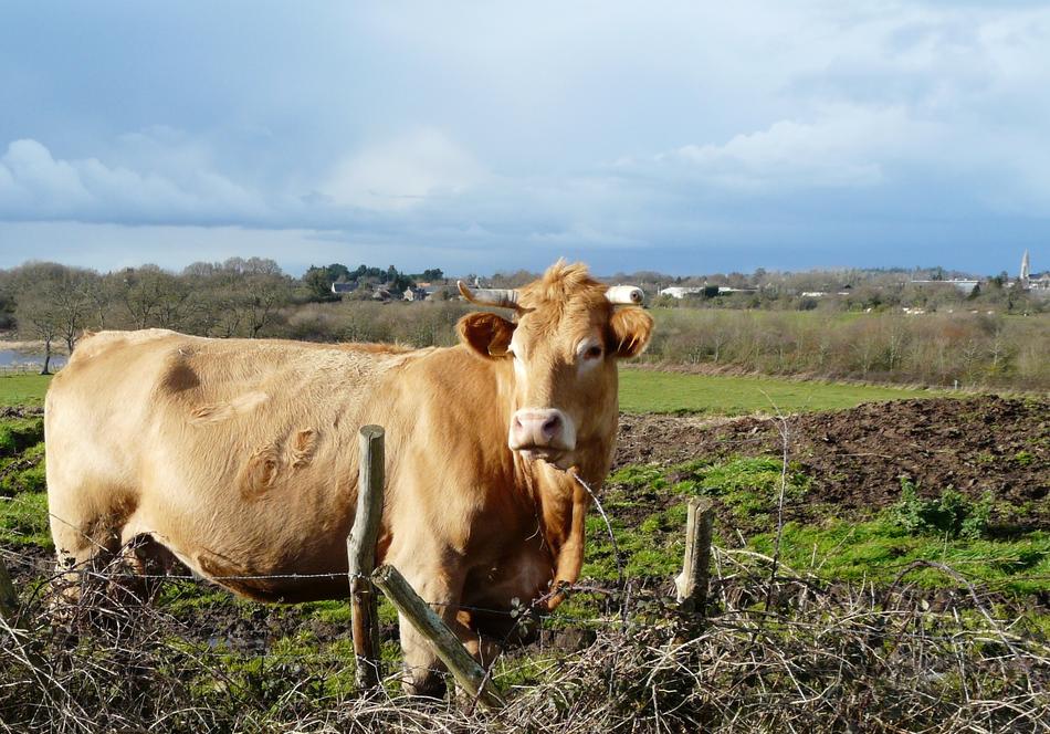 Cow Agro-Industry