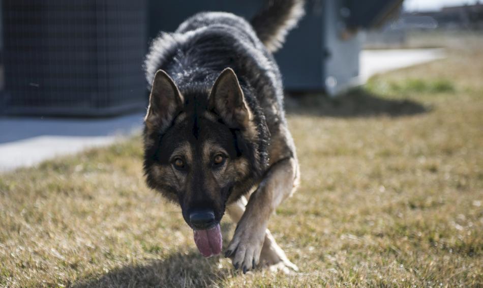 German Shepherd Dog face