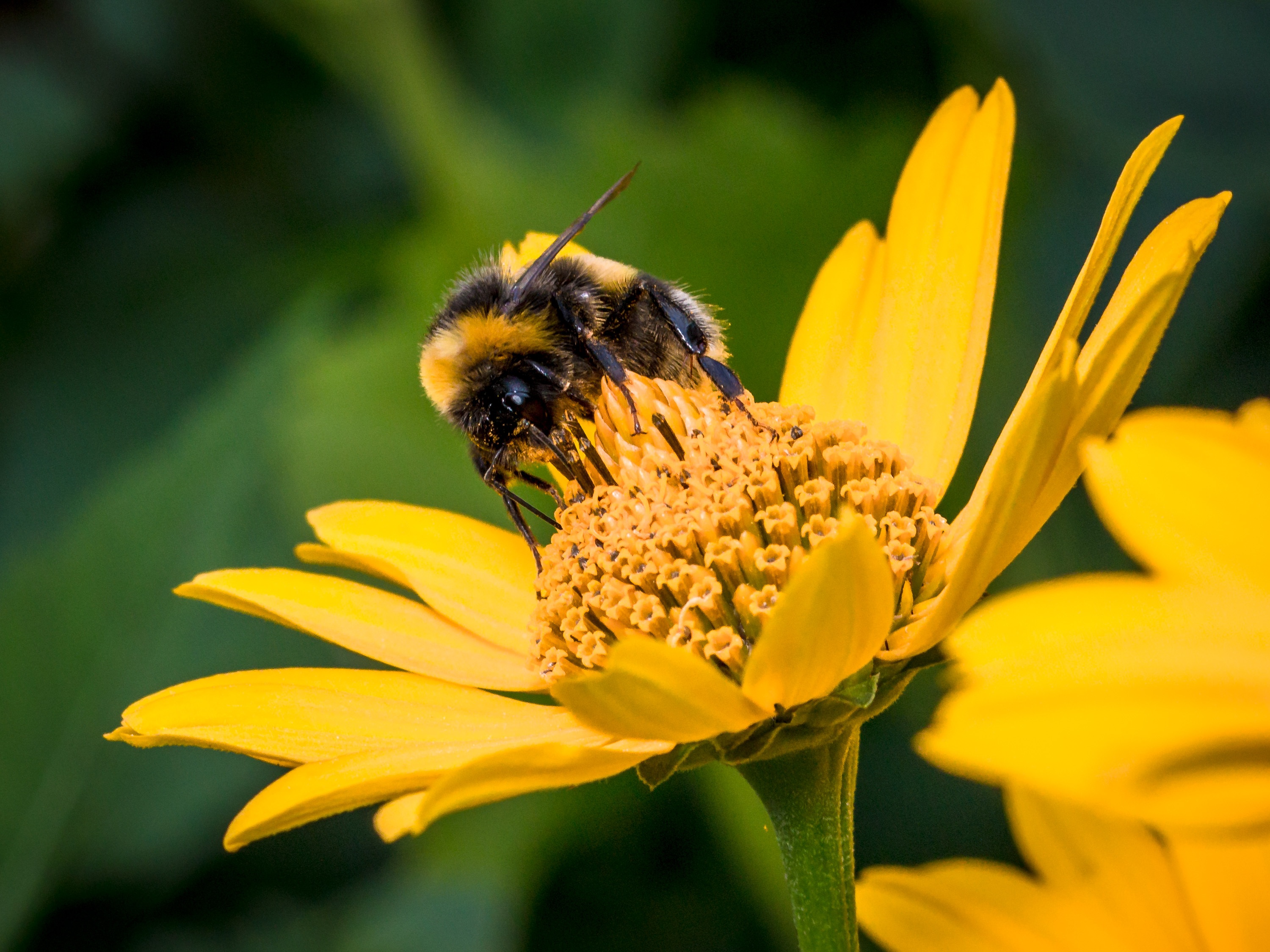 Perfect Hummel Flower free image download