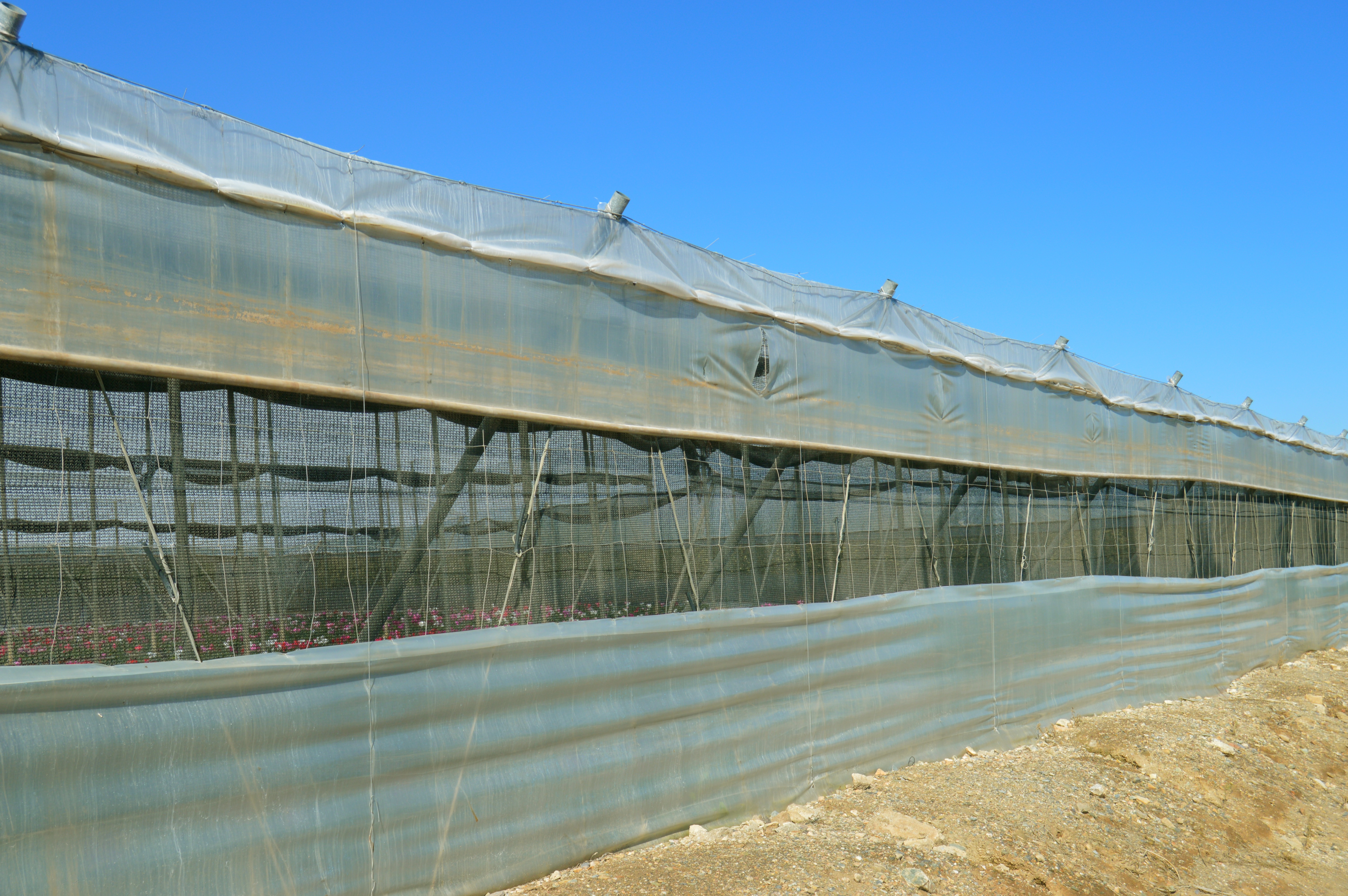 Greenhouse cultivation