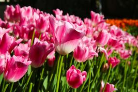 pink Tulips on Field