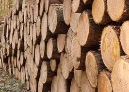 Wood Trunks Forest