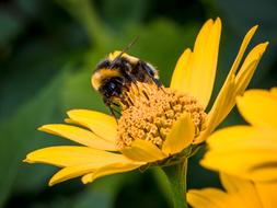 perfect Hummel Flower