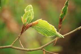 Beech Leaves green