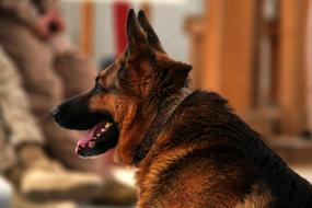 German Shepherd Dog sitting