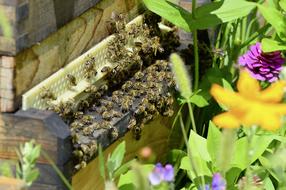 perfect Bees Beehive