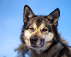 nice Husky Dog