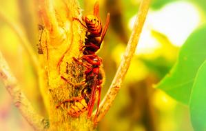 Hornet Insects Branch