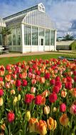 Garden tulips