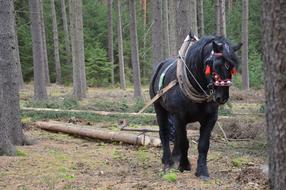 Horse Pulling logs through forest