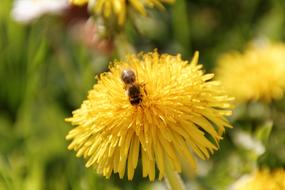 Bee Dandelion