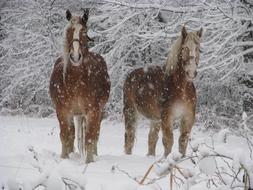 Horses Winter snow forest