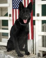 black american shepherd with american flag