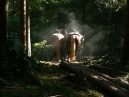 Haflinger Horses Wood