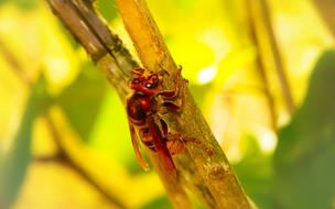 Hornet Insect Work