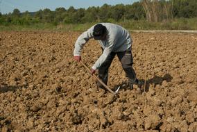 Farmer Plantation Work