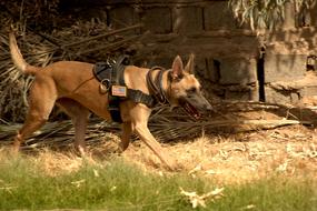 German Shepherd Dog working