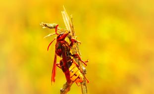 European Hornet Insect red