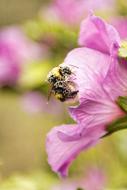 bumblebee covered with pollen on flower