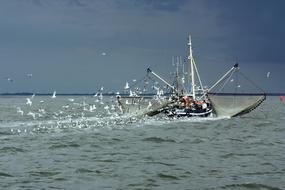 North Sea Fishing Vessel and Gulls