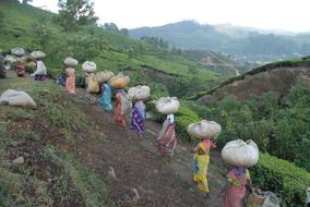 Tea Field people