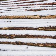 wood piles in snow