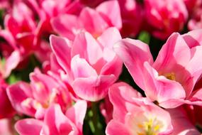 ravishing Tulip Field