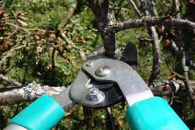 Pruning Shears Garden
