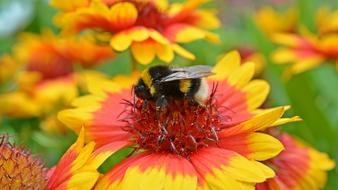 Hummel Close Up