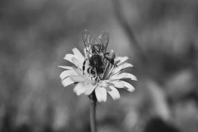 bee on the daisy