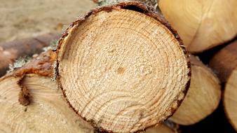 sawn wood