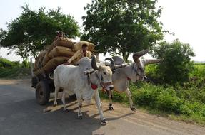 bulls pulling a cart with sacks