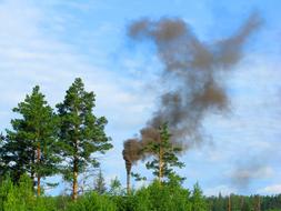 black smoke over green forest