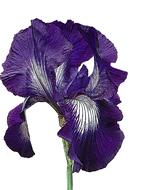 iris purple violet flower