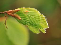 young beech leaves in spring