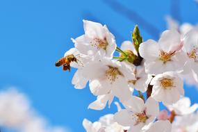 white pink flowers and bee