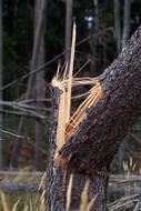 Tree Trunk in the woods close-up