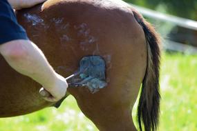 brand a horse