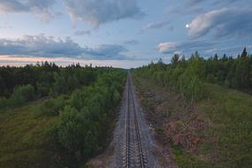 forest Railway Tracks