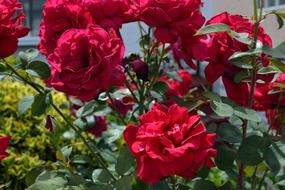 big Red Flowers Garden