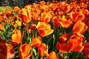 Beautiful Tulips Flower