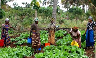 women work in the fields in tanzania