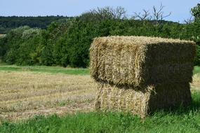 square bales of hay on a corn field