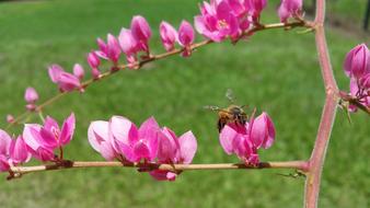 Killer Bee Insect and pink flowers