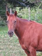 Horse Animal red