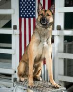Beautiful, colorful and cute German Shepherd military Dog near the American flag