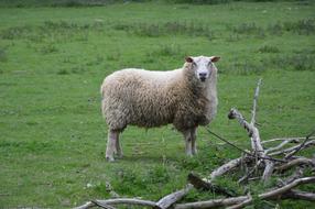 grazing white sheep